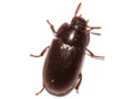 Alphitobius diaperinus